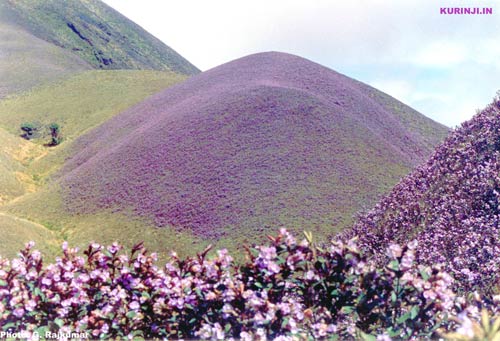 Blue
                        mountain