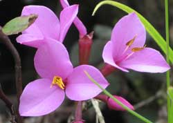 Somerella species